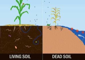 Accompanies soil Conservation Student Worksheet with 38 Best Teach soil Health Images On Pinterest