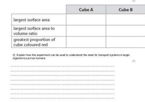 Active and Passive Transport Worksheet and Diffusion Osmosis and Active Transport Practice Questions