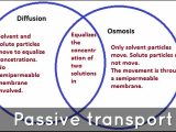 Active and Passive Transport Worksheet Answers with Fluid Movement In Plants by Chris byron