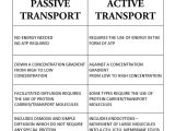 Active Transport Worksheet Along with 63 Best Science Cellular Transport Images On Pinterest