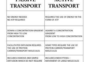 Active Transport Worksheet Along with 63 Best Science Cellular Transport Images On Pinterest