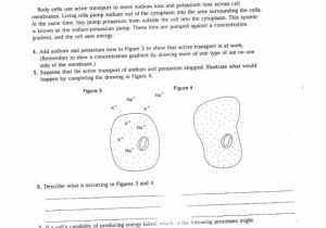 Active Transport Worksheet Answers Also Beautiful Cell Transport Review Worksheet Awesome Cell Transport