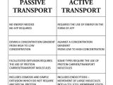 Active Transport Worksheet Answers as Well as Awesome Cell Transport Worksheet Elegant Active Transport In Cells