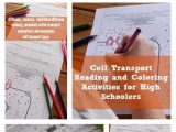 Active Transport Worksheet Answers with 16 Best Cell Transport Worksheet Answers