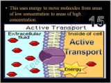 Active Transport Worksheet together with Cell Transport Osmosis Diffusion Active Transport Powerpoint Game