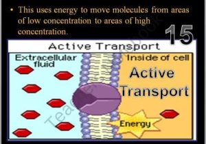 Active Transport Worksheet together with Cell Transport Osmosis Diffusion Active Transport Powerpoint Game