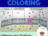 Active Transport Worksheet together with Cell Transport Passive Transport Coloring