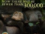 Among the Wild Chimpanzees Worksheet Answers Also 74 Best Disneynature Images On Pinterest