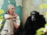 Among the Wild Chimpanzees Worksheet Answers and 87 Best Jane Goodall I Admire Her Images On Pinterest