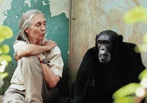 Among the Wild Chimpanzees Worksheet Answers and 87 Best Jane Goodall I Admire Her Images On Pinterest