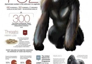 Among the Wild Chimpanzees Worksheet Answers as Well as 47 Best Homeschool Primate Unit Study Science Images On