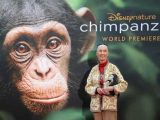 Among the Wild Chimpanzees Worksheet Answers or 34 Best Jane Goodall Images On Pinterest