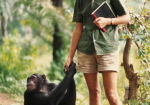 Among the Wild Chimpanzees Worksheet Answers or 43 Best Pics Images On Pinterest