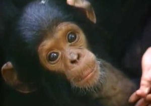 Among the Wild Chimpanzees Worksheet Answers or Among the Wild Chimpanzees Full National Geographic Documentary