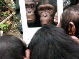 Among the Wild Chimpanzees Worksheet Answers together with 32 Best Jane Goodall Images On Pinterest