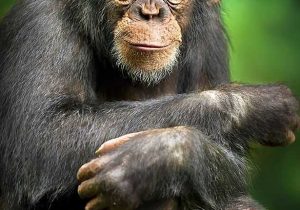 Among the Wild Chimpanzees Worksheet Answers together with 398 Best Montessori Science Teaching Images On Pinterest