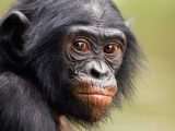 Among the Wild Chimpanzees Worksheet Answers together with Lucy and the Leakeys Article