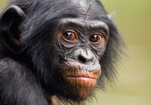 Among the Wild Chimpanzees Worksheet Answers together with Lucy and the Leakeys Article