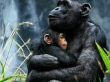 Among the Wild Chimpanzees Worksheet Answers with 13 Best Chimpanzees Images On Pinterest