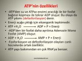 Anaerobic Pathways for atp Production Worksheet Along with atp Adenozn Trfosfat Ppt Indir