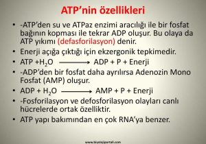 Anaerobic Pathways for atp Production Worksheet Along with atp Adenozn Trfosfat Ppt Indir