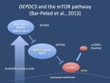 Anaerobic Pathways for atp Production Worksheet Along with Depdc5 Meet the Mtor Pathway A Novel Mechanism In Genetic