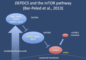 Anaerobic Pathways for atp Production Worksheet Along with Depdc5 Meet the Mtor Pathway A Novel Mechanism In Genetic
