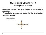 Anaerobic Pathways for atp Production Worksheet Also Nucleotides and Nucleic Acids atp Rna and Dna