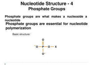 Anaerobic Pathways for atp Production Worksheet Also Nucleotides and Nucleic Acids atp Rna and Dna