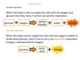 Anaerobic Pathways for atp Production Worksheet and Ks4 Biology the Breathing System Online Presentation