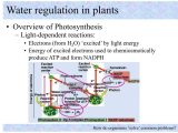 Anaerobic Pathways for atp Production Worksheet as Well as Embed Of Water Regulation In Plants