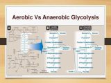 Anaerobic Pathways for atp Production Worksheet or Glucose Metabolism Glycolysis Ppt