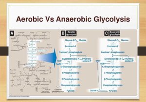 Anaerobic Pathways for atp Production Worksheet or Glucose Metabolism Glycolysis Ppt