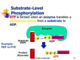 Anaerobic Pathways for atp Production Worksheet together with 1 Cellular Respiration Copyright Cmassengale 2 Cellular Resp