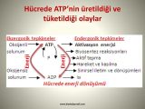 Anaerobic Pathways for atp Production Worksheet together with atp Adenozn Trfosfat Ppt Indir