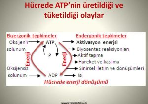 Anaerobic Pathways for atp Production Worksheet together with atp Adenozn Trfosfat Ppt Indir
