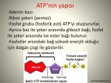 Anaerobic Pathways for atp Production Worksheet together with Eker Ve Fosforik asit Bulundurmaktadr Blse