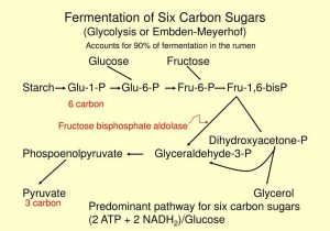 Anaerobic Pathways for atp Production Worksheet with Carbon Sugar Bing Images