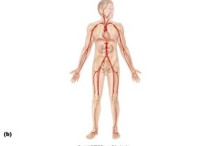 Anatomy and Physiology Worksheets Along with Blood Vessels In Body Diagram Blood Vessels In Body Diagram