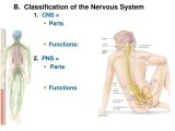 Anatomy and Physiology Worksheets Along with Chapter 11 Outline 121 Basic Structure and Functions Of the