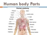 Anatomy and Physiology Worksheets Along with Plete Human Anatomy Image Collections Human Anatomy org