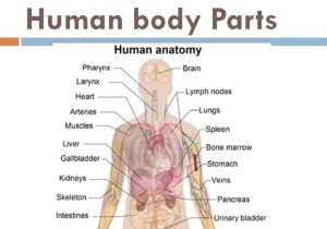 Anatomy and Physiology Worksheets Along with Plete Human Anatomy Image Collections Human Anatomy org