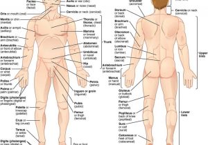 Anatomy and Physiology Worksheets Also Major organ Locations Major organs Body Fosfe Anatomy C
