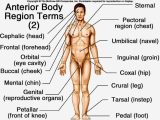 Anatomy and Physiology Worksheets and Anatomy Regions the Body Body Regions Worksheet S Ne
