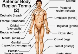 Anatomy and Physiology Worksheets and Anatomy Regions the Body Body Regions Worksheet S Ne
