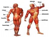 Anatomy and Physiology Worksheets and Enchanting Muscles Anatomy Game Position Physiology