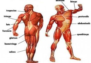 Anatomy and Physiology Worksheets and Enchanting Muscles Anatomy Game Position Physiology