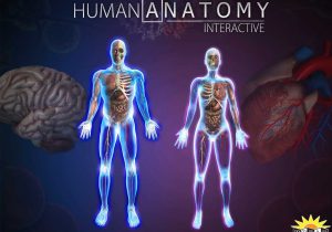 Anatomy and Physiology Worksheets and Interactive Human Body