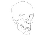 Anatomy and Physiology Worksheets and Parts Skull Picture Sketch Drawing Coloring Page Wecolori