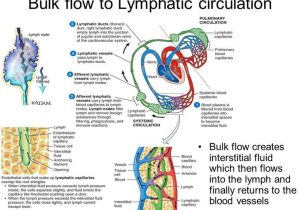 Anatomy and Physiology Worksheets as Well as Human Anatomy the Lymphatic System Ppt